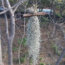 틸란드시아 괴목 집에서키우기쉬운식물