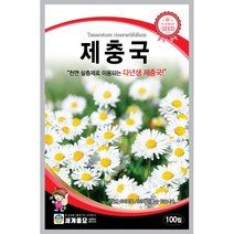 세계 제충국 씨앗 다년생 아스타 달마시안 살충제 국화과 봄 여름 가을 꽃씨 종자, 관상 해바라기