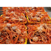 포항 구룡포 자숙 홍게 3kg 100% 자연산 육수용 일반용 프리미엄용, 홍게 육수용(수율50%) 2.5~3kg 10마리