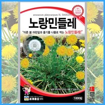 노랑민들레 100립 / 다년생 꽃씨 토종 야생화 꽃 씨앗 종자 dandelion seed