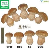 무농약 송화버섯 송고버섯 송화고버섯 송이표고 고기 향표고 버섯 송화고원 1kg, 중품