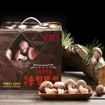 송이송향버섯 송화버섯 송고버섯 착한송이 농가직송 무농약친환경, 1박스, 특품500g