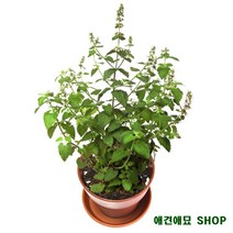 캣닢재배 화분세트 다묘집사 집냥이 고양이펫샵 아기고양이키우기 펫가구, 1개