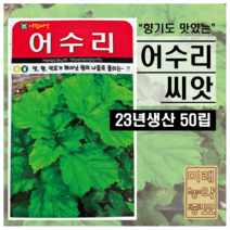 23년산 어수리 씨앗 50립- 여러해살이 식물 다년초 향이좋은 나물 약용식물