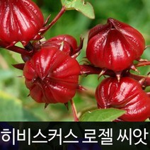 가람원 히비스커스씨앗 히비스커스 씨앗 로젤 20알, 1개