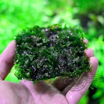 물미역 모스 활착판 [7x7cm], 단품