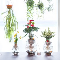 수경재배 가습 공기정화 식물 어항 화분 인테리어화분, 아큐팟화분 중형 25 (18cm x 25cm)