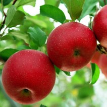 ★쭈니파파몰★ 포천사과 한탄강사과 썬애플 5kg 19-21과 운악산고랭지사과 주상절리사과