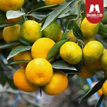 제주도 극조생 감귤 제주귤, 4.5kg_프리미엄과(S)