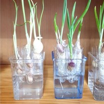 실내 수경 재배 식물 화분 자동급수 공기정화 관엽 다육이 채소 화분, 새싹마늘수경재배-1종