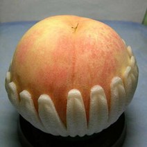 복숭아나무(경봉)R3CM/묘목/c1069