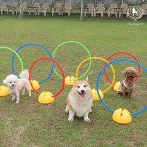 딩동펫 강아지 어질리티 원형 허들링_L, 색상:원형 허들링 5P+고정대5p L 레드