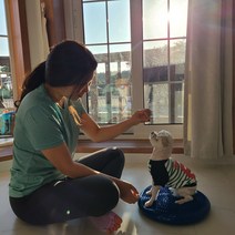 윌리로이 강아지 짐볼 밸런스 쿠션 볼 홈트레이닝 기구 마사지볼 슬개골탈구 예방 홈트 운동기구, 1.실버그레이