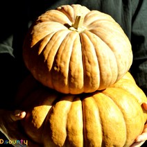 디카운티 늙은호박 국산 100% 생 맷돌호박 노란 호박 특상품, 1개, [3kg~3.9kg]