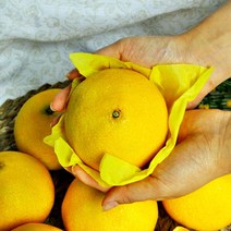 (무료배송) 제주 서귀포 귤농장 직배송! 고당도 황금향 2kg, 1박스