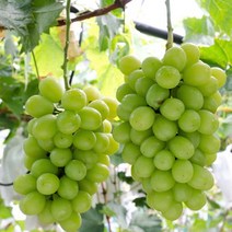 샤인머스켓나무/접목1년6개월(포트묘)묘목/F0261, 1개