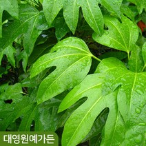 황칠나무 50cm 80cm 포트, 02. H0.8포트