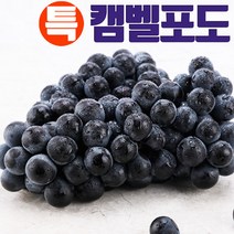 캔디처럼 맛있는 머루 포도 캠벨 포도, 캠벨포도(특)3kg(8-9송이)