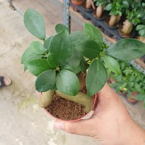 인삼펜더 팬다 펜다 소품 15~30cm 89, 1개