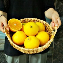 제주직송 고당도 제주 서귀포 황금향, 1개, 5kg, 꼬마과(흠집 조금 있음)
