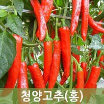 국내산 청양 홍고추 10kg 5kg 1kg 매운고추 매운홍고추 (건고추용), 1박스, 청양홍고추 1kg