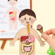 인체 지도 만들기 세트 소화 기관 모형 미술 재료 어린이 급식실 편식 영양소 골고루 먹는 수업 교구 키트, 세트(이벤트)