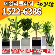 개업축하화분배달 개업식 인테리어식물 집들이 선물 금전수 스투키 산세베리아 만냥금 뱅갈고무나무 떡갈나무 알로카시아 소철 극락조 파키라 거실화분 실내화초, (선택121)극락조