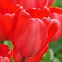우리화훼종묘 튤립구근-레드 임프레션, 10개