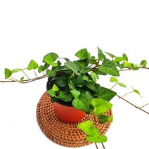 소예방 하트아이비 (소품) 하트모양 귀여운이파리 키우기쉬운 늘어지는 모습이 매력적인