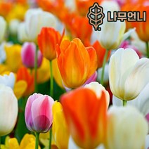 튤립 구근 모음 5구세트 신상품 나무언니, 화이트 프린스 (5구), 1개