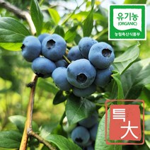 유기농블루베리 냉동 국산 3kg 대과 산지직송, 특대과 3kg