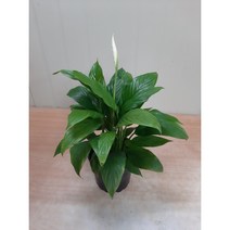 스파트필름/중품, 1개