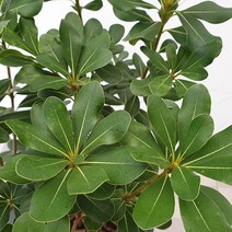 도희씨네 정원>> 꽃향기 따라 만리길~ 만리향 170″ class=”wr-img”></a></div>
</div>
</div>
</div>
<div class=