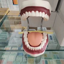 인체 모형 치아 충치모형 dental model 치과 구강 교육 임플란트 병리학 모델링, AD