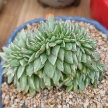 다육이 마리아백금철화, 1개