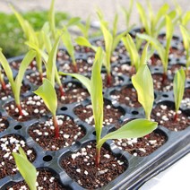 모종판 5장 32구 50구 72구 105구 128구, 32구-5장