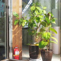 유리 화이트 FPT3013 1m x 1m 유리창시트지 망입