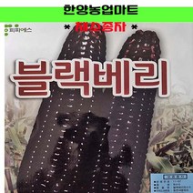 채소-블랙베리찰옥수수 1300립 안토시아닌 자색 피피에스 옥수수 씨앗 종자