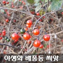 [해피플라워] 빨간 열매가 매력적인 덩굴식물 배풍등 씨앗 100립 / 봄 파종 꽃씨