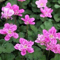 겹미니풍로초(4치화분) 분홍 노지월동 숙근초 다년초