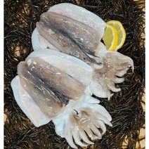 서해에서 갓잡아 싱싱한 갑오징어 1.4kg, 단품