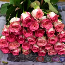 살루미아 장미꽃 (1단10송이)생화택배 (고속터미널꽃시장 직배송) 꽃예꽃, 비슷한 느낌의 꽃으로 변경(다른꽃or다른색), 수요일 구매시 (금~토요일 도착)