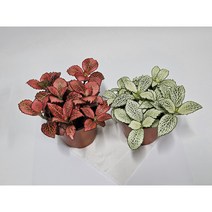 공기정화식물 피토니아 (휘토니아), 화이트스타, 1개