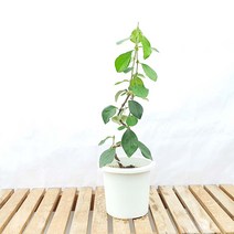 능고 철쭉 나무 소형 묘목 분재 책상 화분 반려 식물 키우기