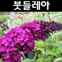 붓들레아(로얄레드) 보라색 10cm포트 5개/나무 묘목/꽃나무/조경용