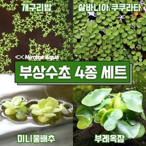 둥둥 수조 위 뜨는 부상 수초 키우기 4종 세트(SET13), 단품