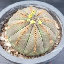 꽃다리 오베사 73 다육식물 다육이 아이만배송