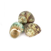 미니 청소라 3개세트 - 조개껍질 어항장식, 단품