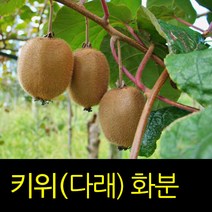 순희농장 다래나무묘목 일세다래 빨강다래 포트, 1개, 다래검정화분(90cm전후)