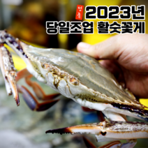 산지직송 국산 서해안 태안 최상급 활 가을 꽃게 제철 숫꽃게, 2kg(6-10미), 1개